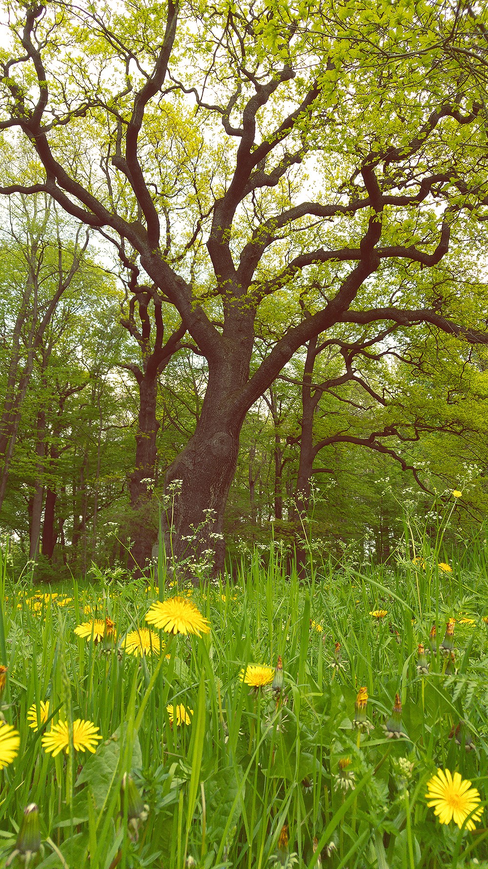 Dresden Grosser Garten Wiese Baum Pusteblumen