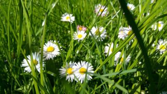 Dresden-Grosser-Garten-Wiese-Gaensebluemchen-325x183