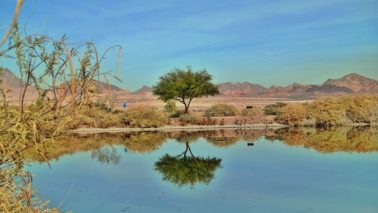 Las-Vegas-Henderson-Bird-Viewing-Preserve-Teich-Baum-Spiegelung-378x213