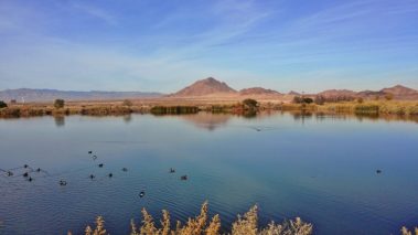Las-Vegas-Henderson-Bird-Viewing-Preserve-Wasser-Teich-Voegel-379x213