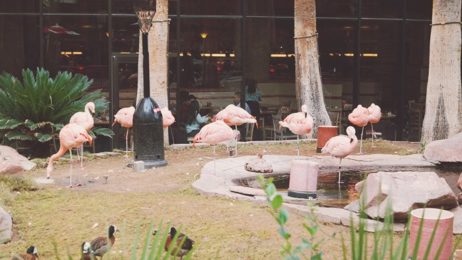 Las-Vegas-Hotel-Flamingo-Flamingos-2-462x260