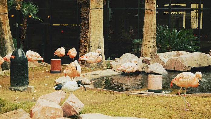 Das Flamingo Wildlife Habitat ist das Zuhause verschiedener Vögel, Fische und Schildkröten