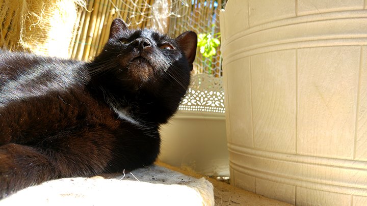 schwarze Katze Maui Sonne