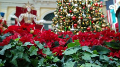 USA-Las-Vegas-Weihnachten-Bellagio-Conservatory-Botanical-Gardens-Weihnachtsstern-384x216