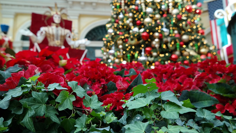 USA Las Vegas Weihnachten Bellagio Conservatory Botanical Gardens Weihnachtsstern