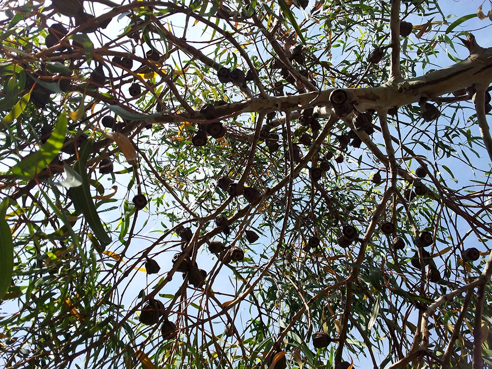 Botanischer Garten Barcelona Baum