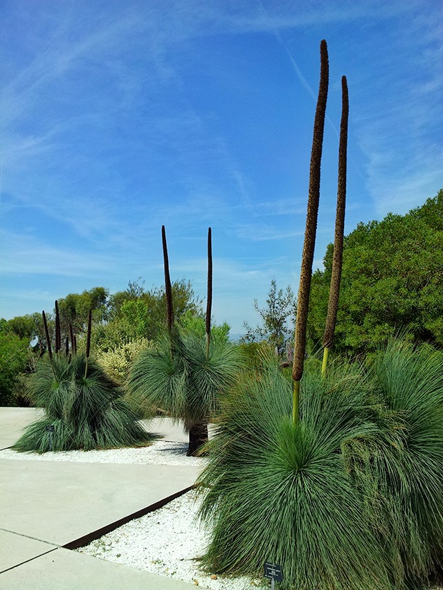 Botanischer-Garten-Barcelona-Pflanzen