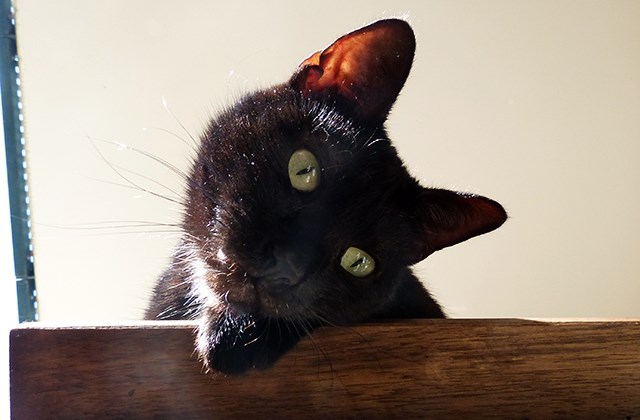 Schwarze Katze 18