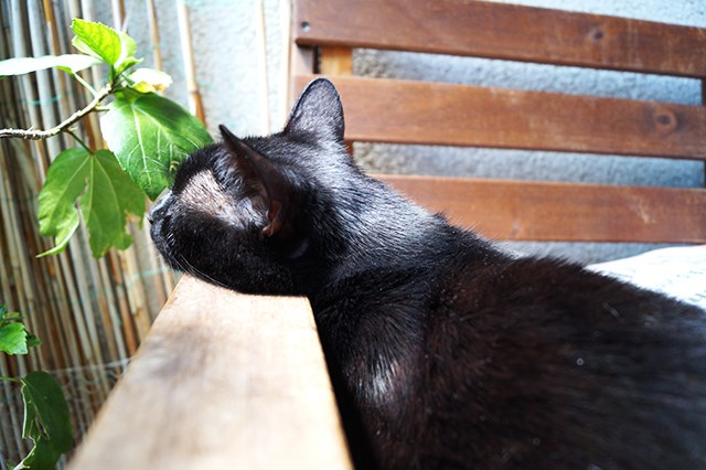 Schwarze-Katze-2