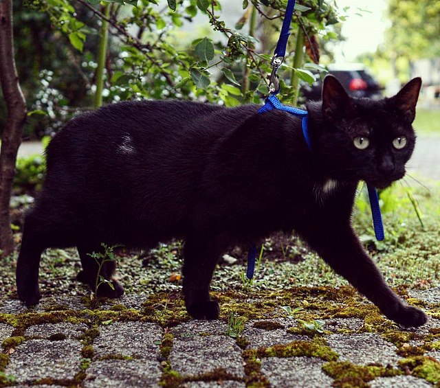 Schwarze Katze Leine