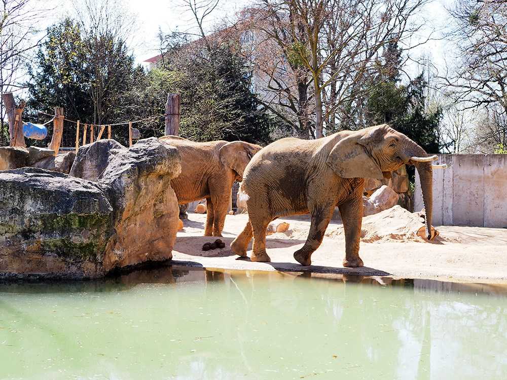 Zoo Dresden Elefanten 2