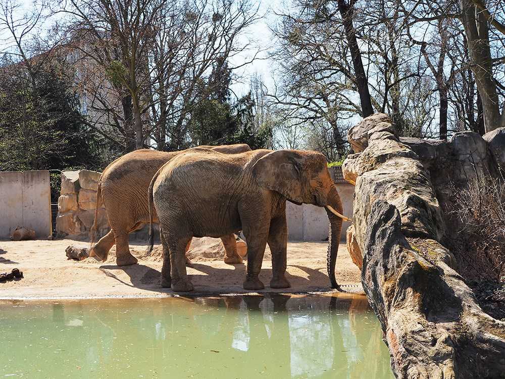 Zoo-Dresden-Elefanten