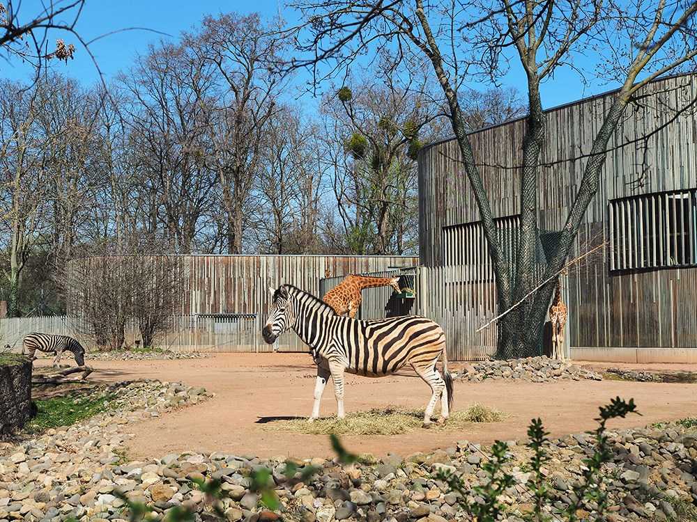 Zoo Dresden Giraffen Zebras 2