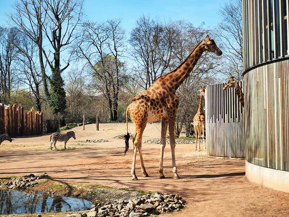 Zoo-Dresden-Giraffen-Zebras
