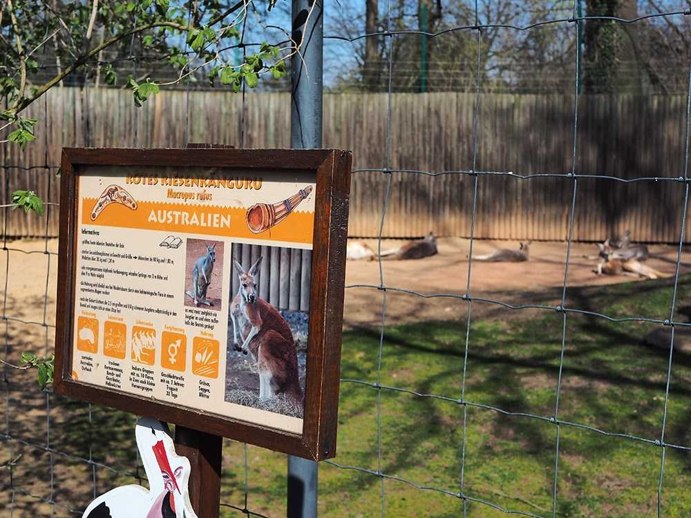 Zoo Dresden Kaenguruhs
