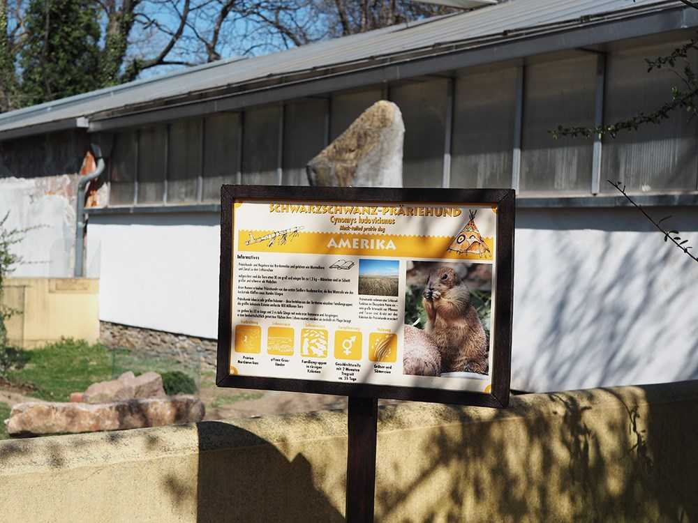 Zoo Dresden Praeriehund