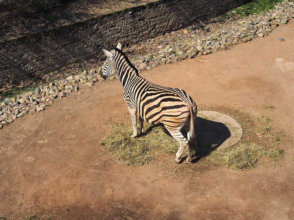 Zoo-Dresden-Zebras