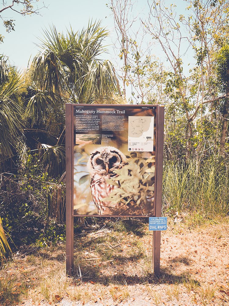 Mahogany-Hammock-Trail-Everglades-1