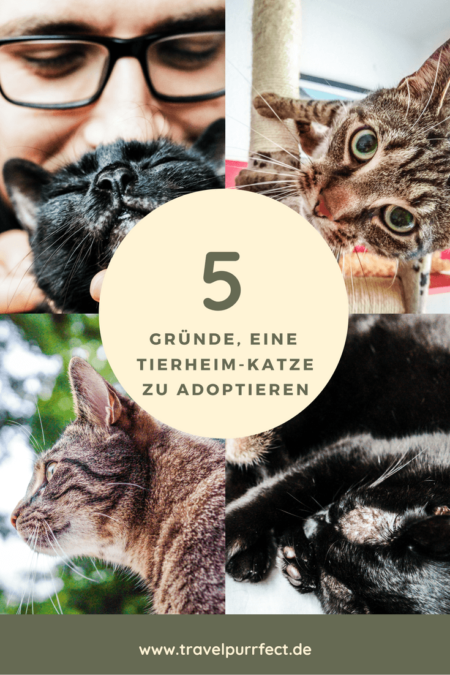 5 Gründe Eine Katze Aus Dem Tierheim Zu Adoptieren – Travelpurrfect.de