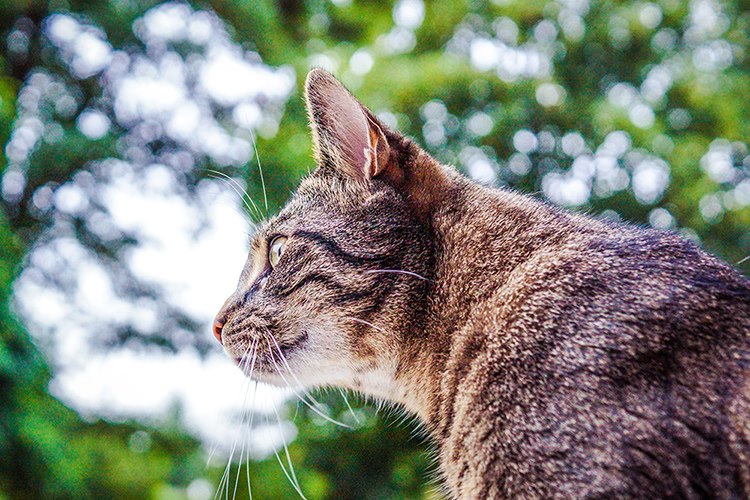 Tierheimkatze adoptieren Bali