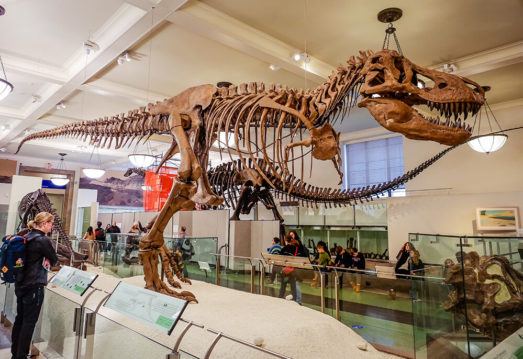 New-York-American-Museum-of-Natural-History-14-523x359