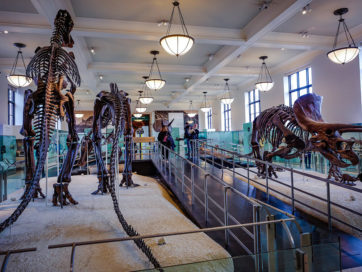 New-York-American-Museum-of-Natural-History-16-362x272