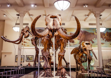 New-York-American-Museum-of-Natural-History-18-390x275