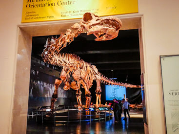 New-York-American-Museum-of-Natural-History-20-367x275