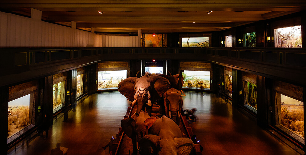 New-York-American-Museum-of-Natural-History-24