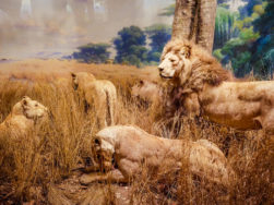 New-York-American-Museum-of-Natural-History-25-251x188