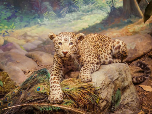 New-York-American-Museum-of-Natural-History-26-506x380