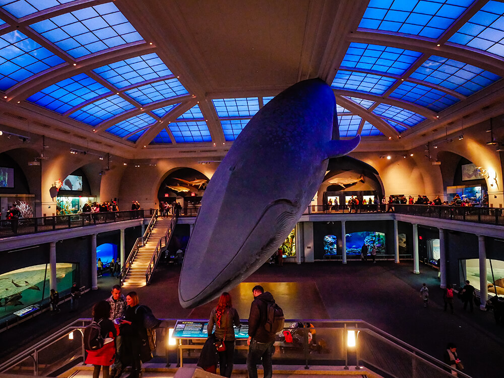 New-York-American-Museum-of-Natural-History-7